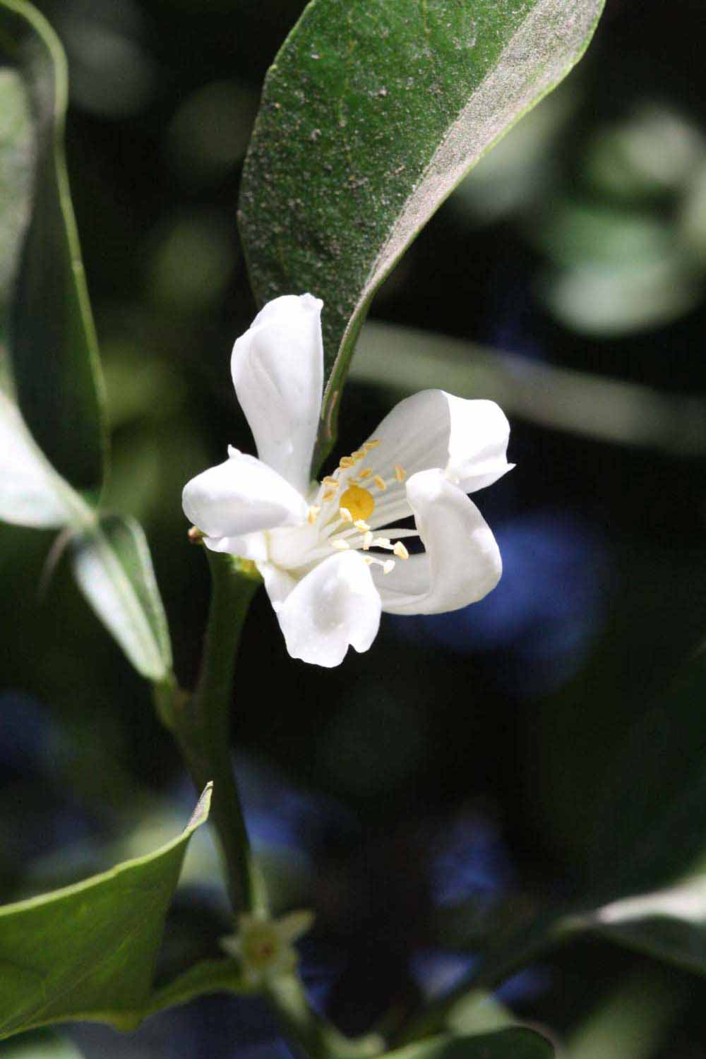              Flower (Riverside, CA)       